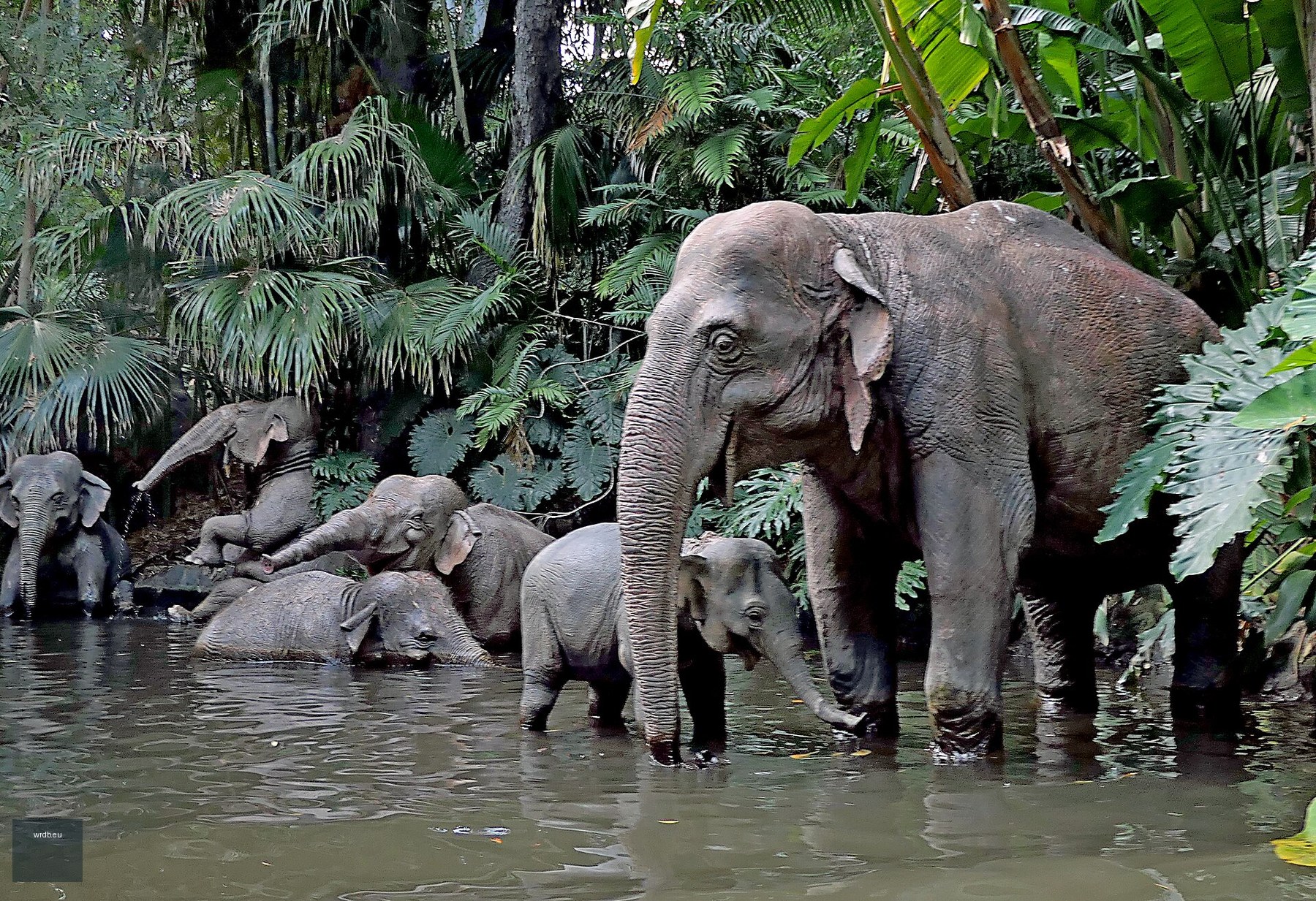 Jungle Cruise at Magic Kingdom